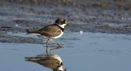 Image of Semipalmated Plover