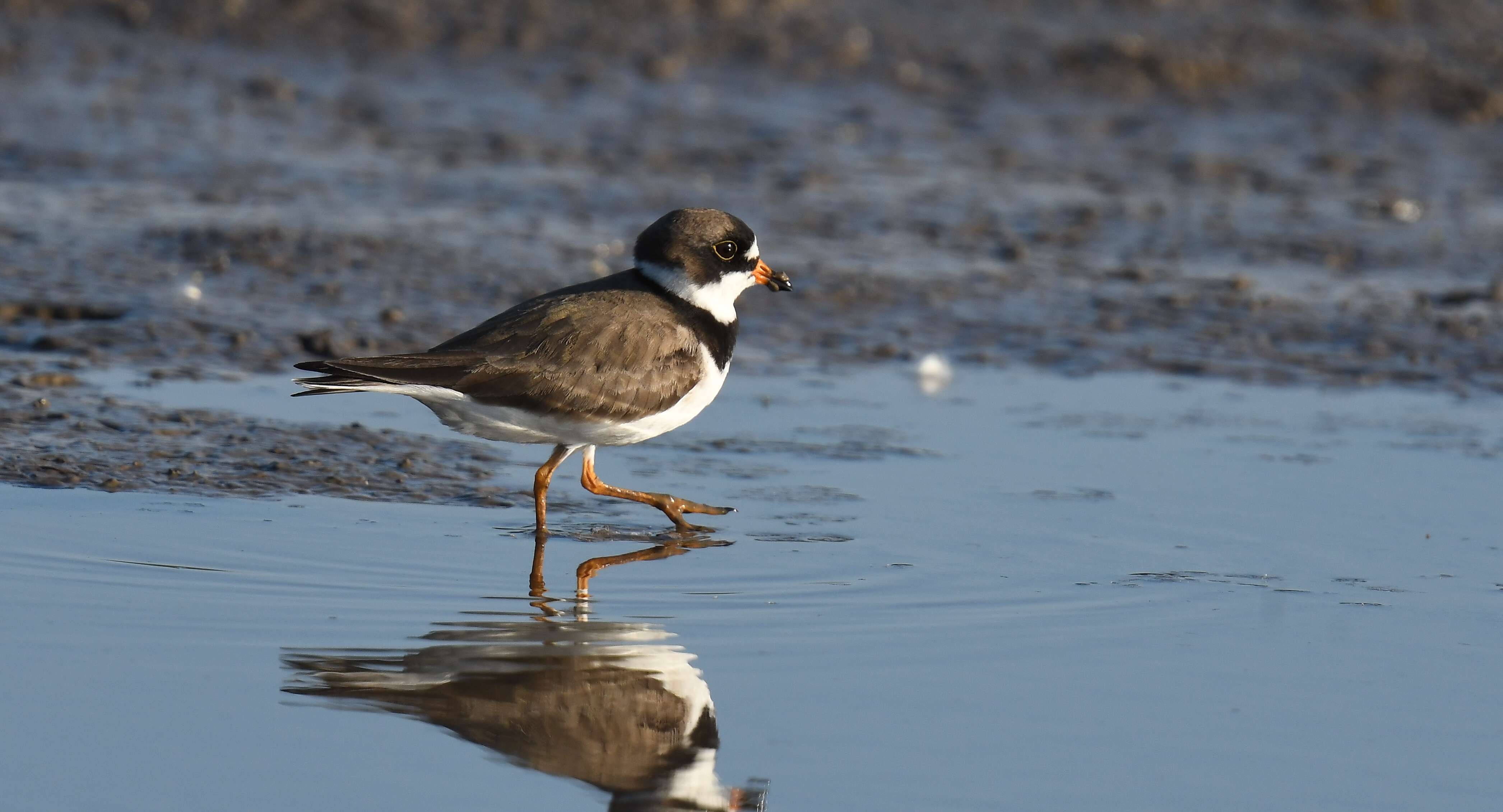 Image of Semipalmated Plover