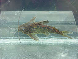 Image of Synodontis schoutedeni David 1936