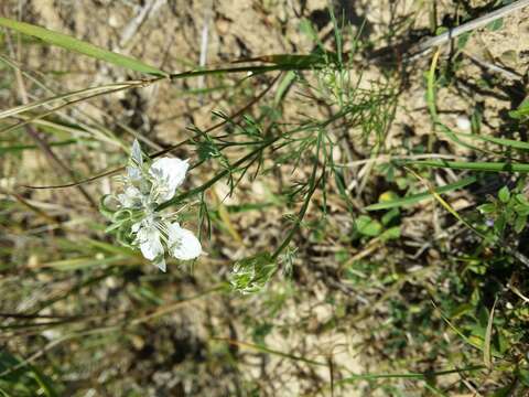 Nigella arvensis L. resmi