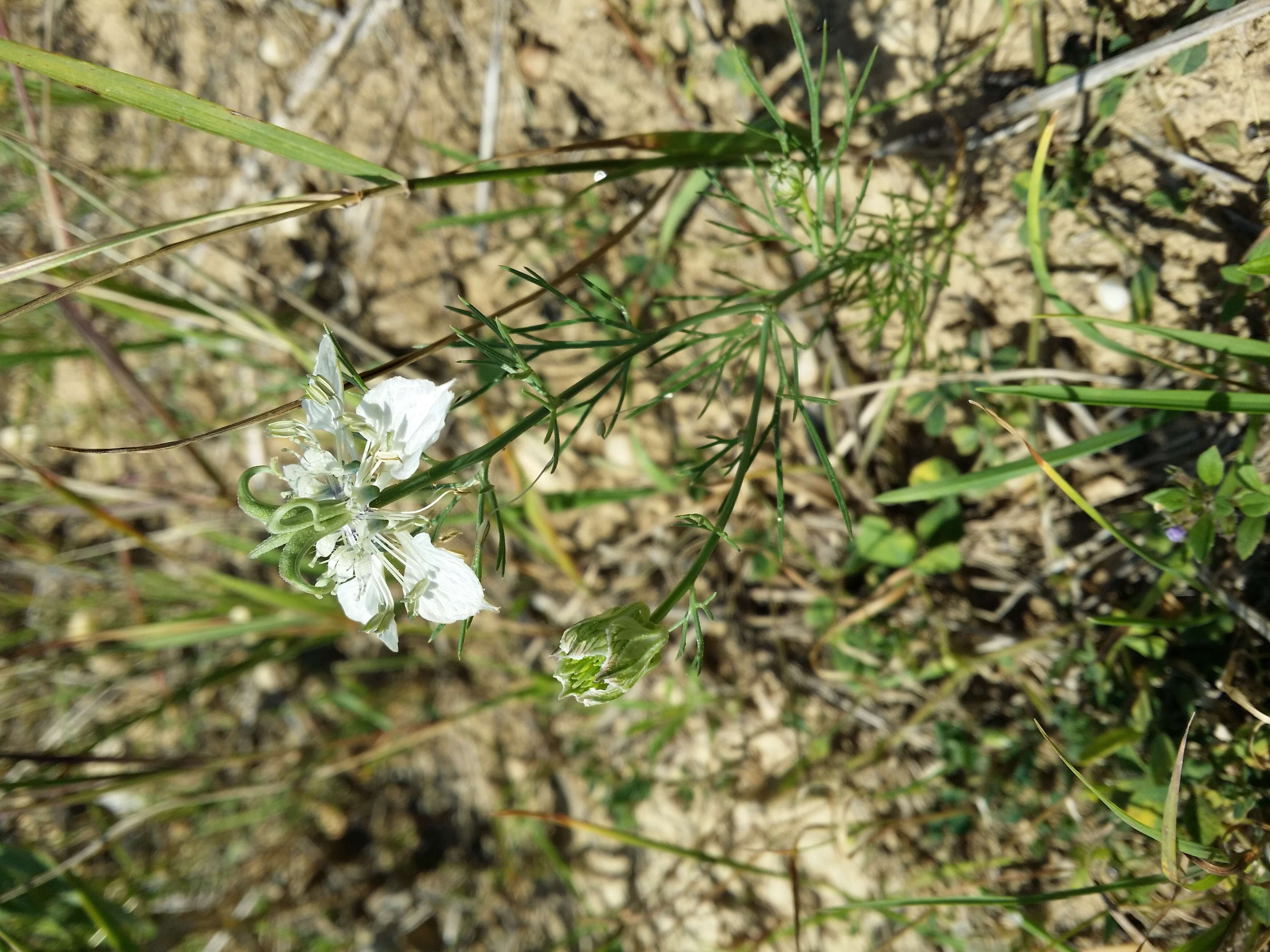 Nigella arvensis L. resmi