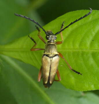 Image of Typocerus acuticauda Casey 1913