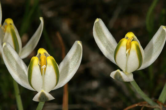 Image of Albuca longipes Baker