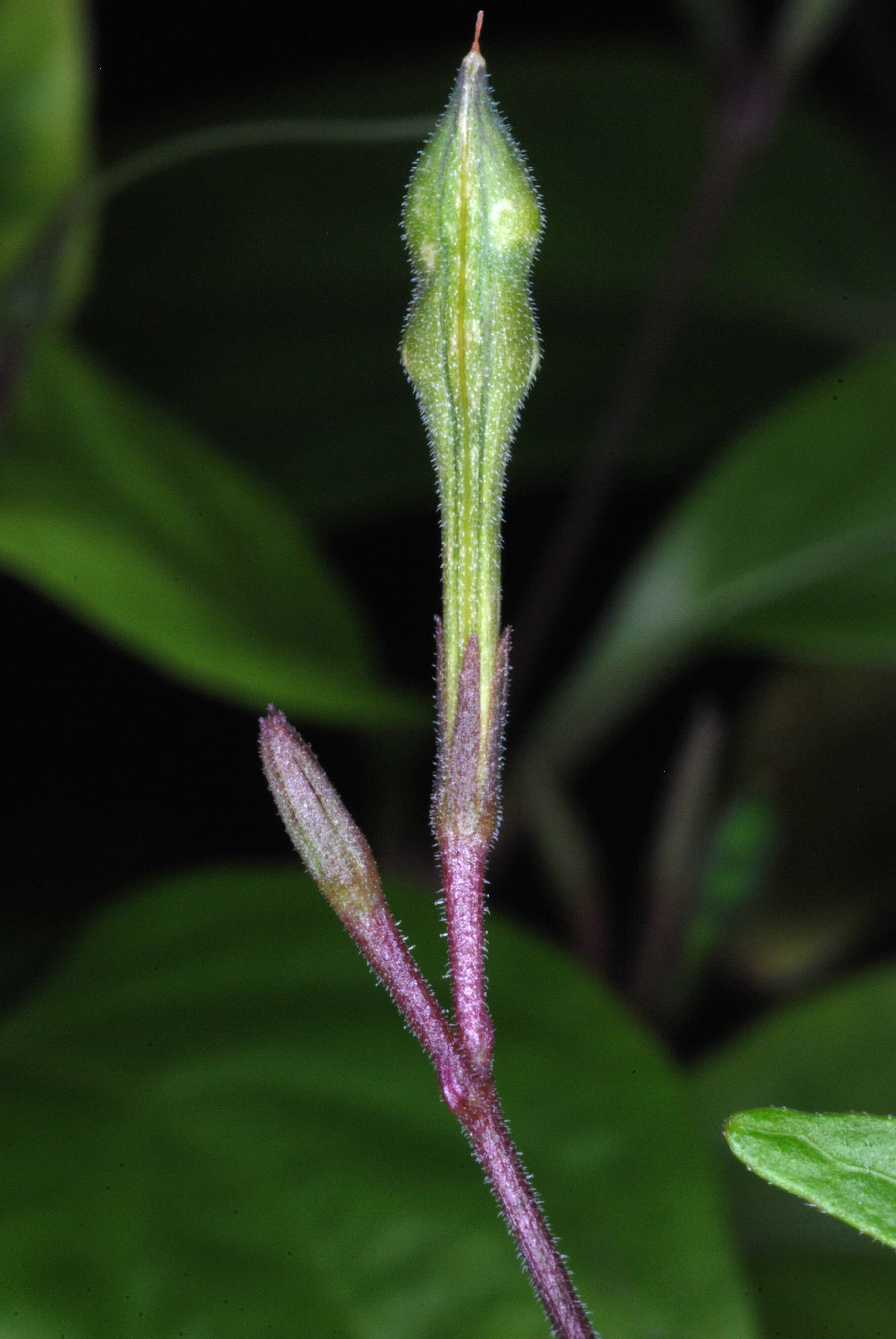 Pseuderanthemum variabile (R. Br.) Radlk. resmi