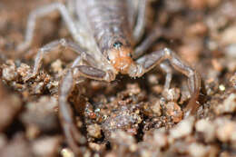 Image of California Common Scorpion