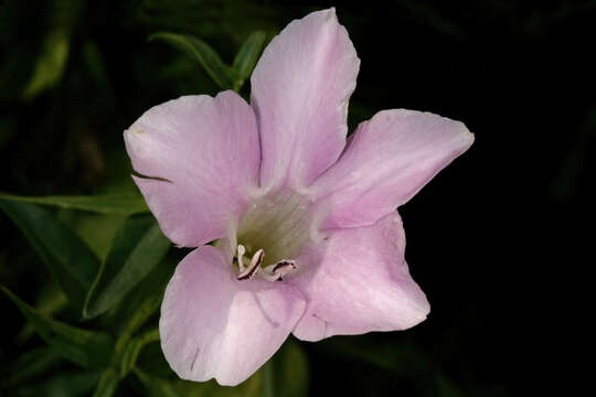 Imagem de Barleria greenii M. J. & K. Balkwill