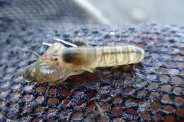 Image of Dirty sand goby shrimp