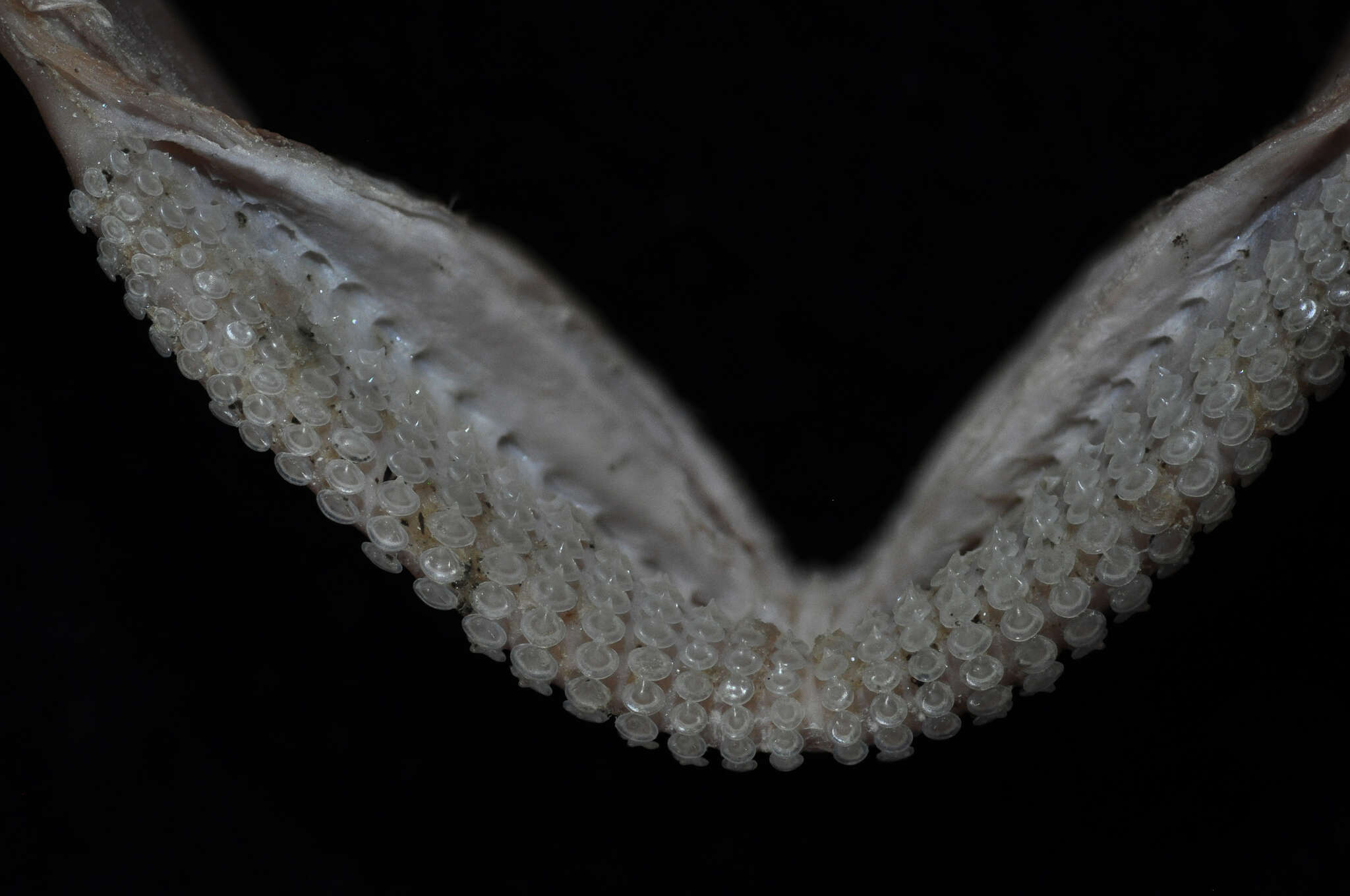 Image of White-dotted skate