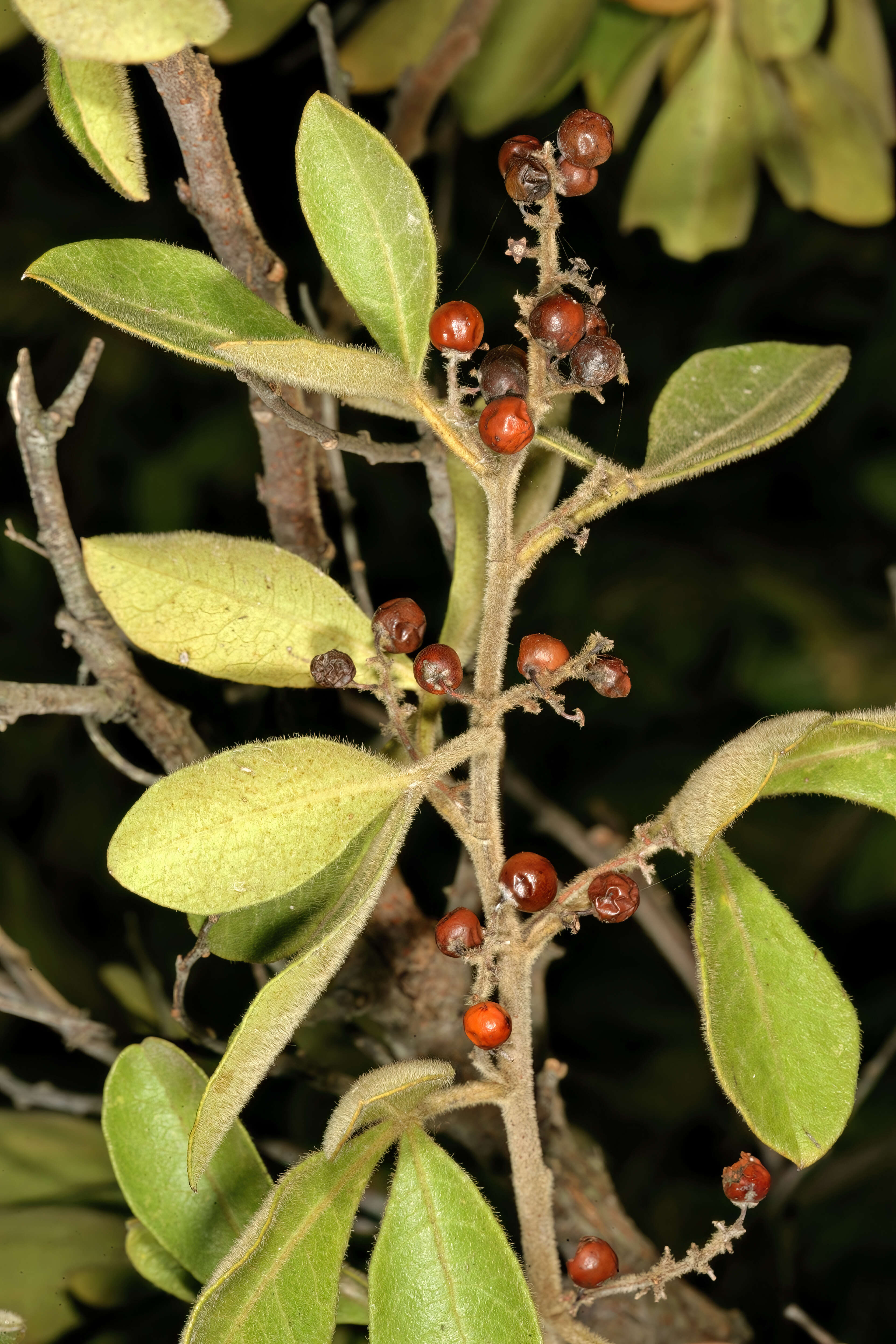 Image of blue-fruited crowberry