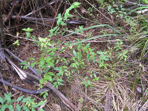 Image of Reeves' meadowsweet