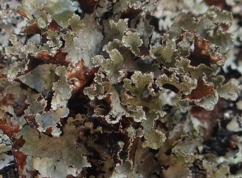 Image of Varied Rag Lichen