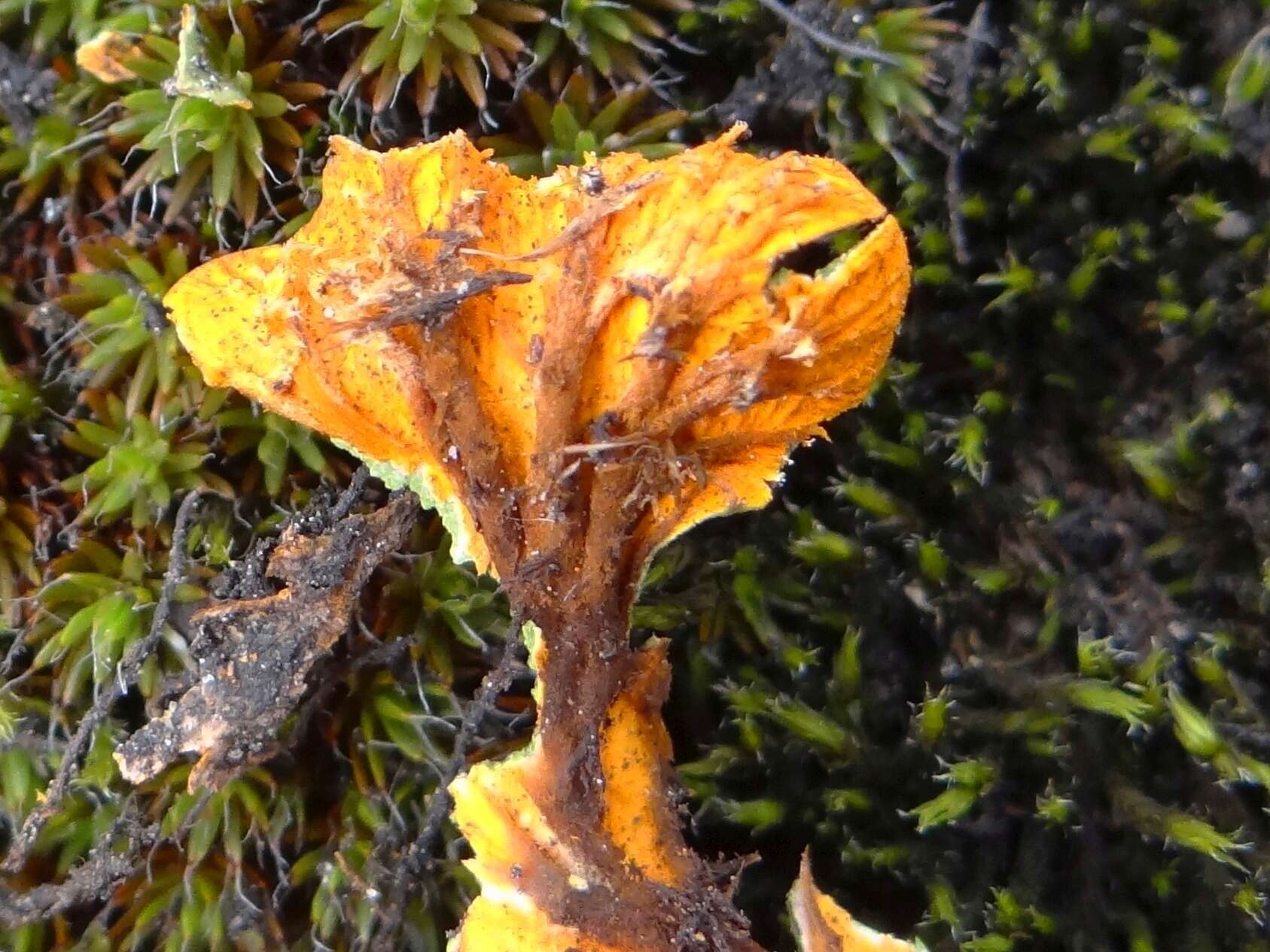 Image of chocolate chip lichen