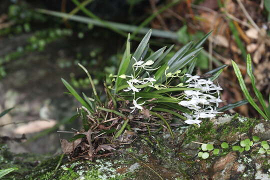 Image de Vanda falcata (Thunb.) Beer