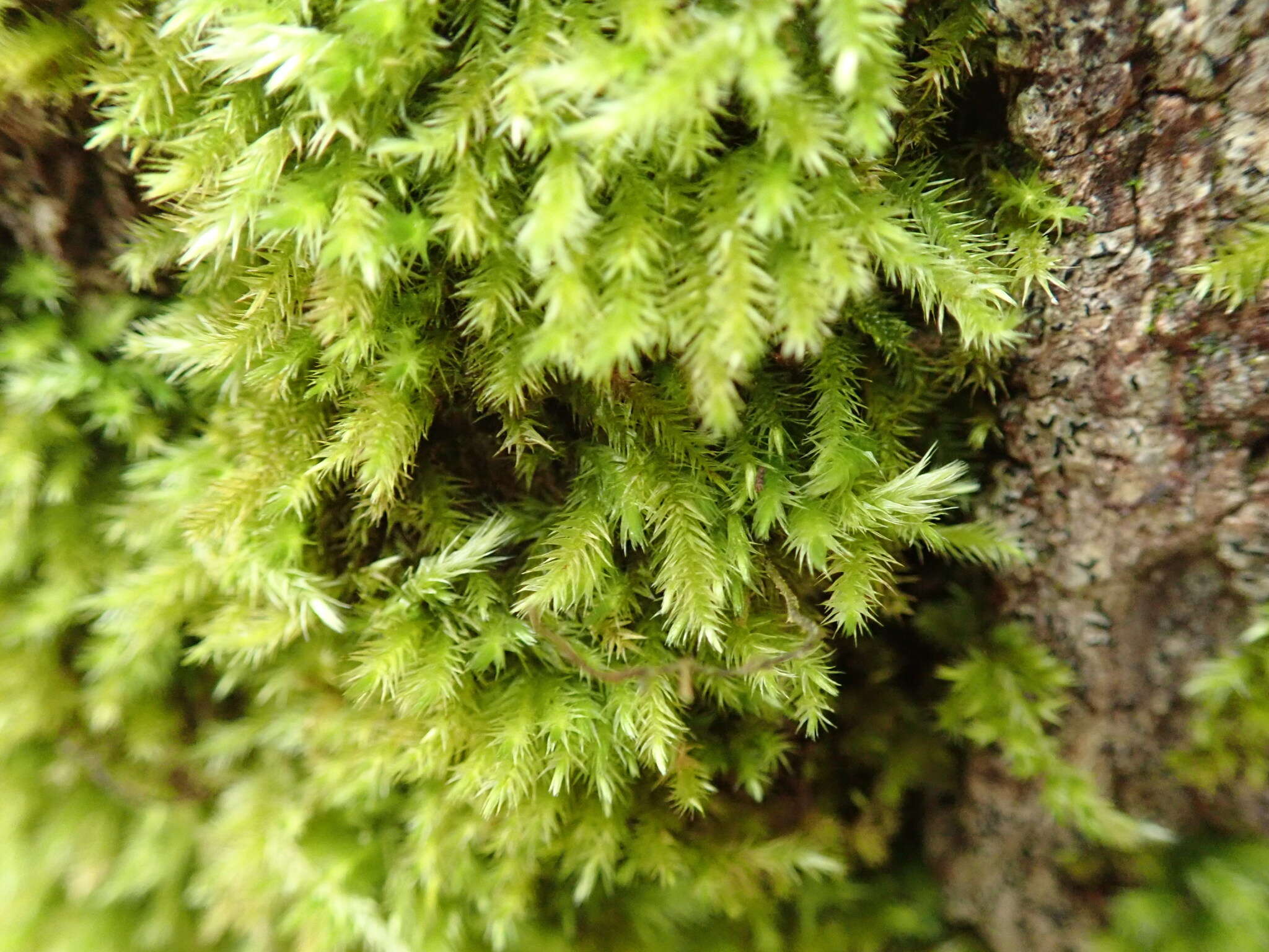 Image of homalothecium moss