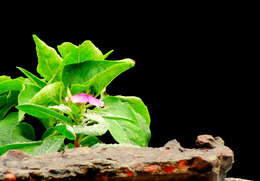 Image of Madagascar periwinkle