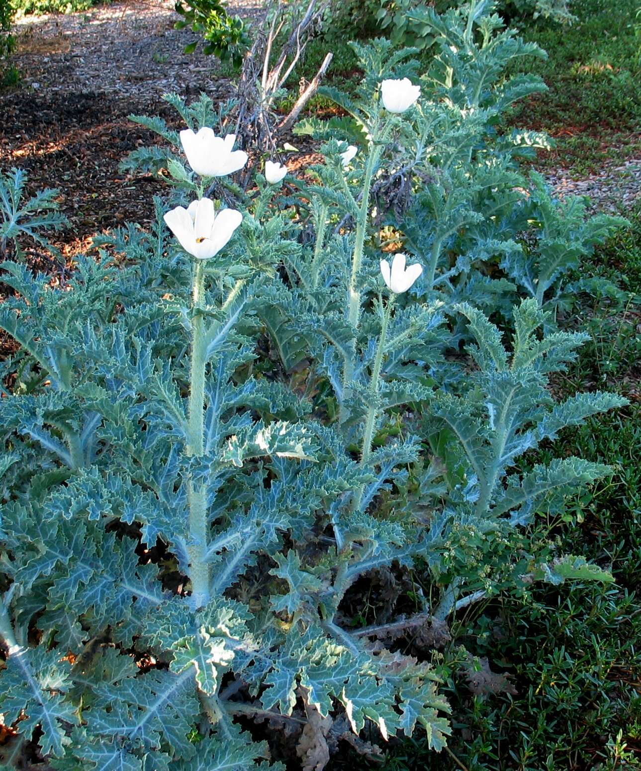 Image of Hawaiian prickly poppy