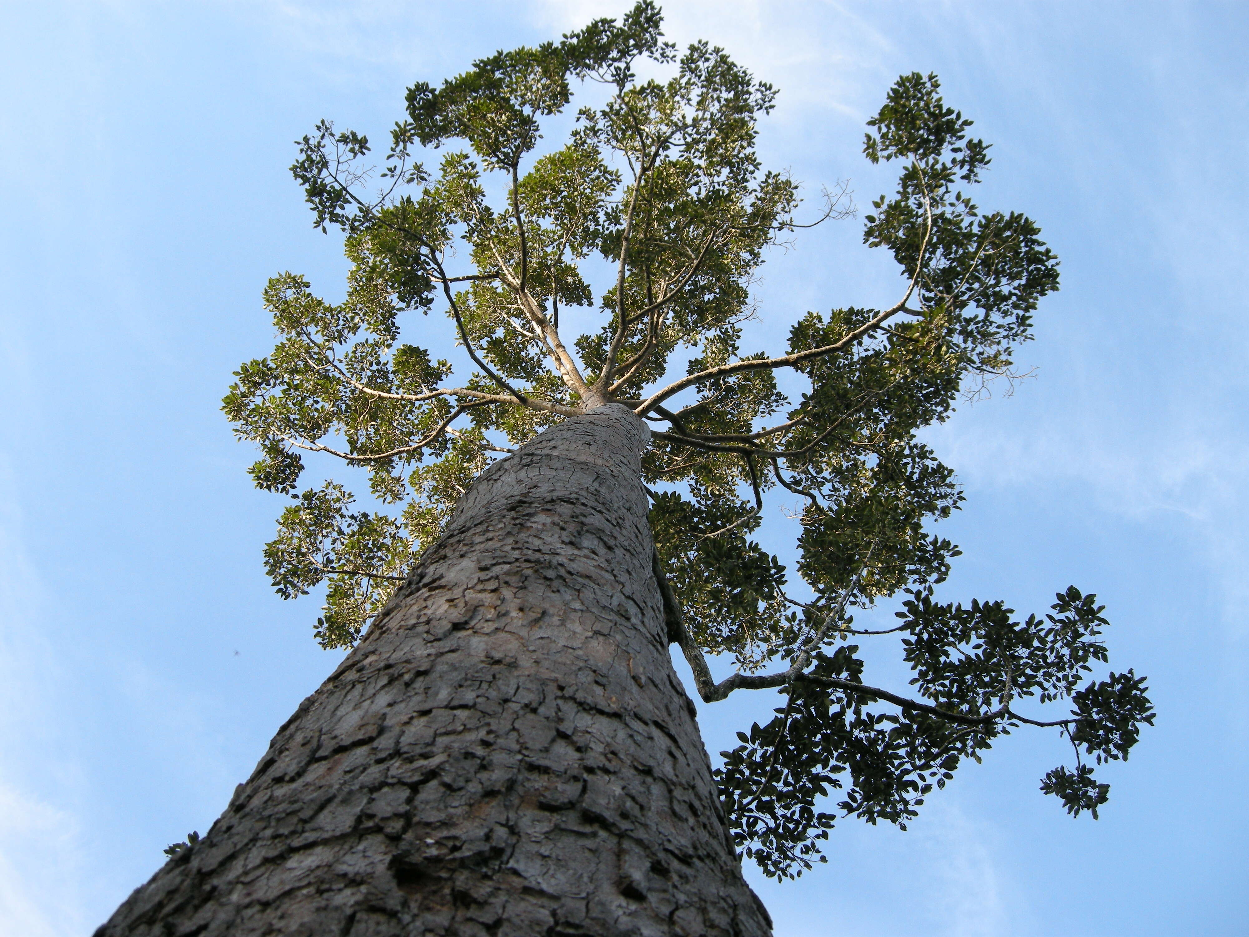 Image of Dipterocarpus alatus Roxb.