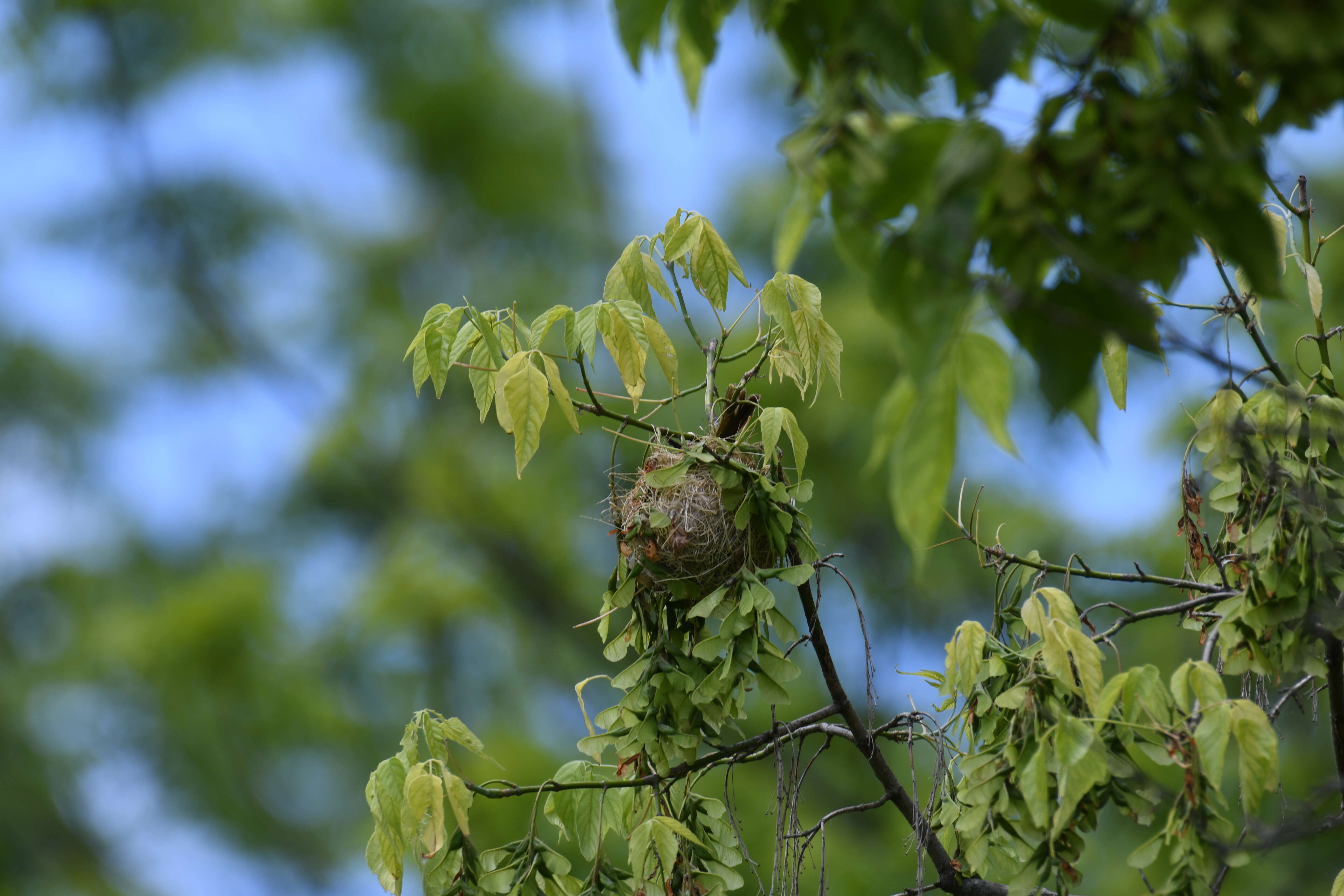 Image of Baltimore Oriole