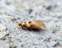 Image of lime bent-wing