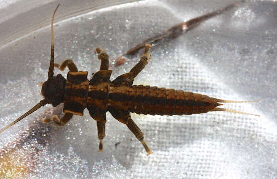 Image of American Salmonfly