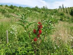 Imagem de Sambucus racemosa L.