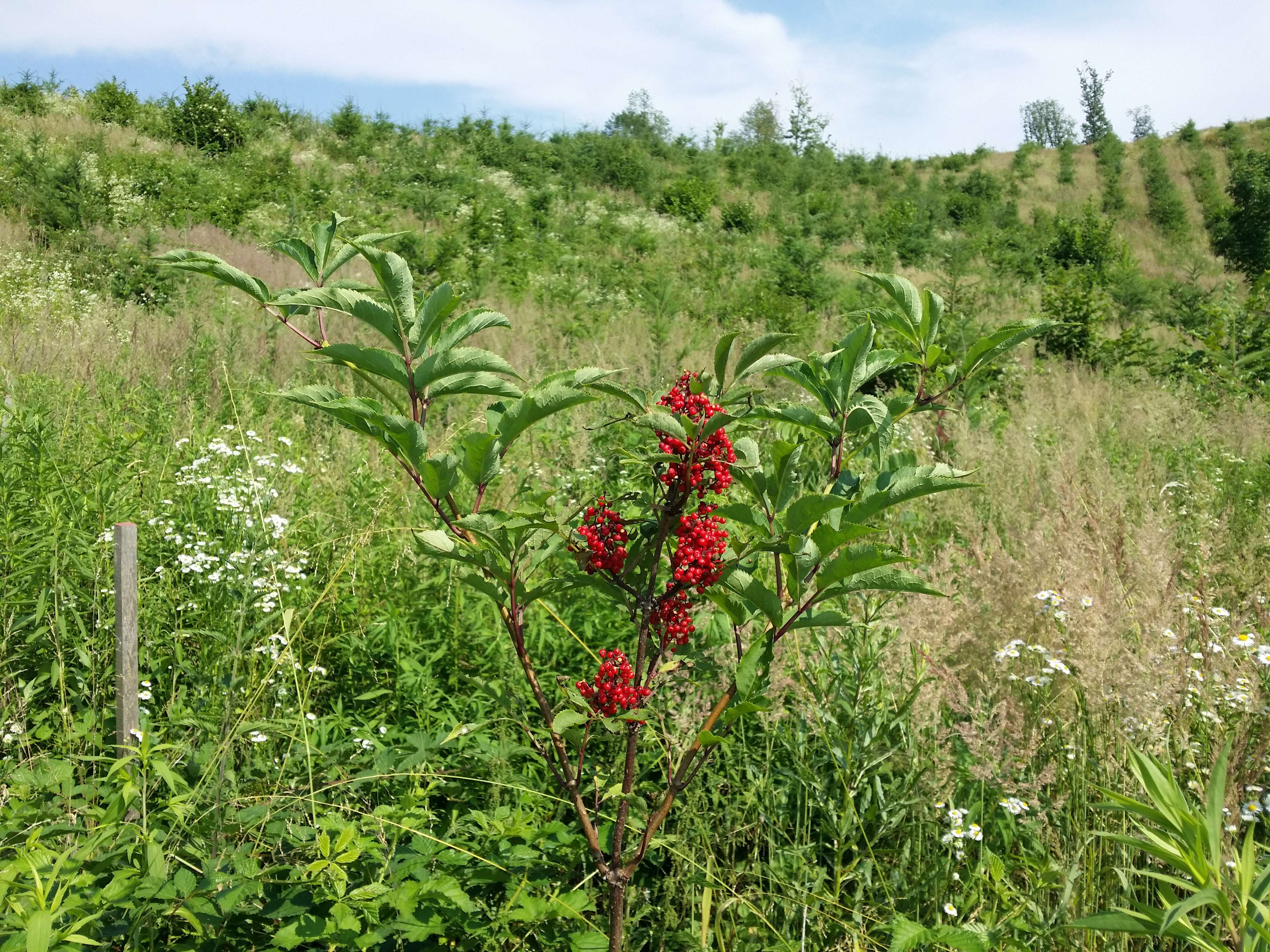 Imagem de Sambucus racemosa L.