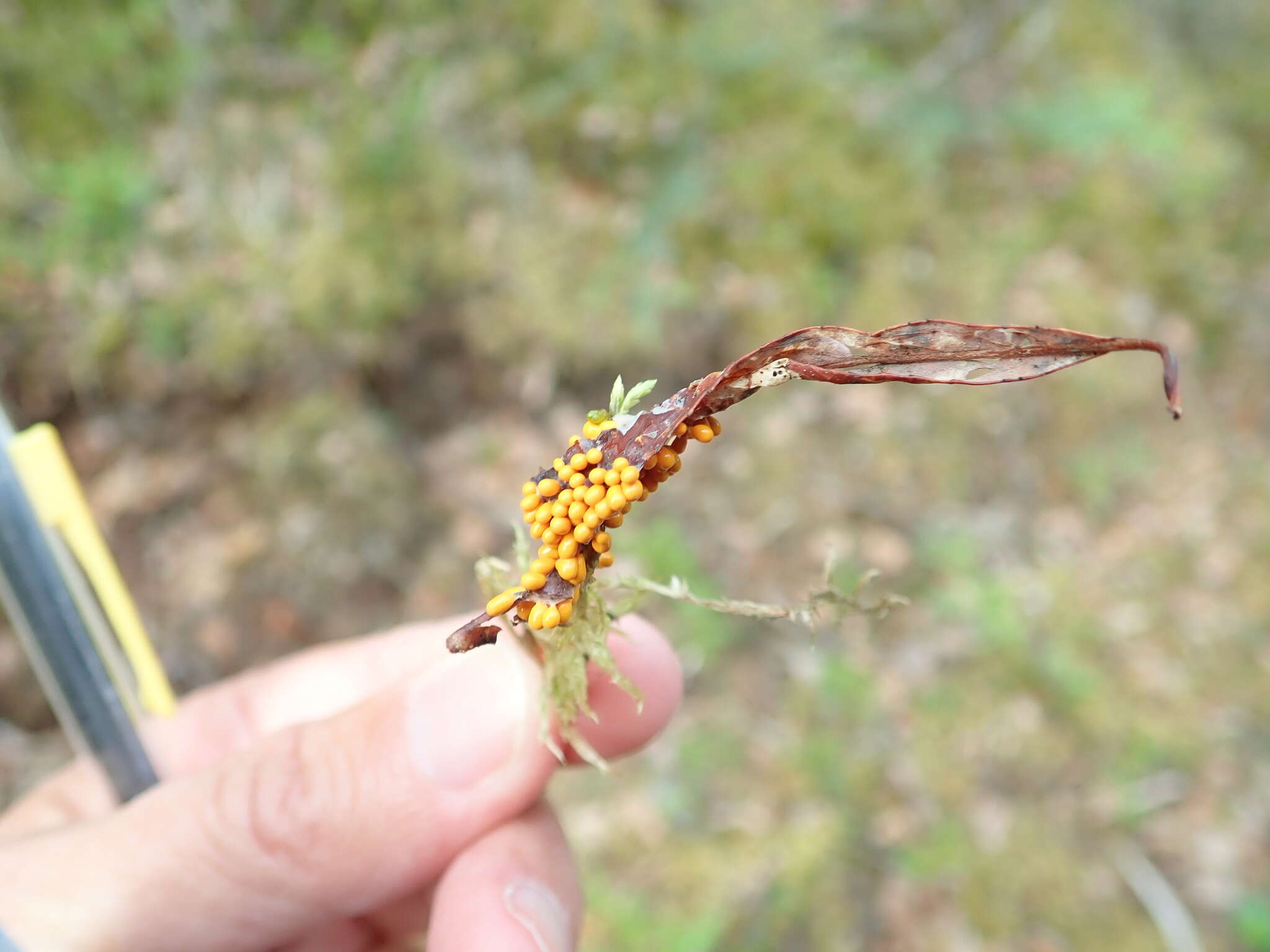 Image of Egg-shell Slime Mould