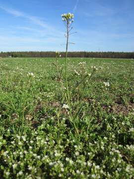 Image of field pennycress