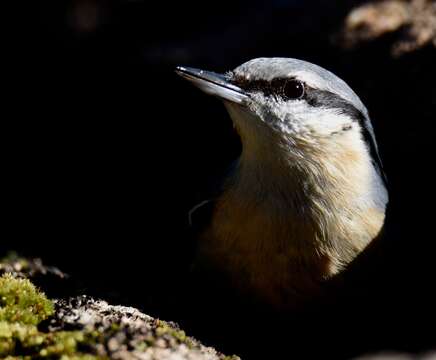 Image of Eurasian Nuthatch