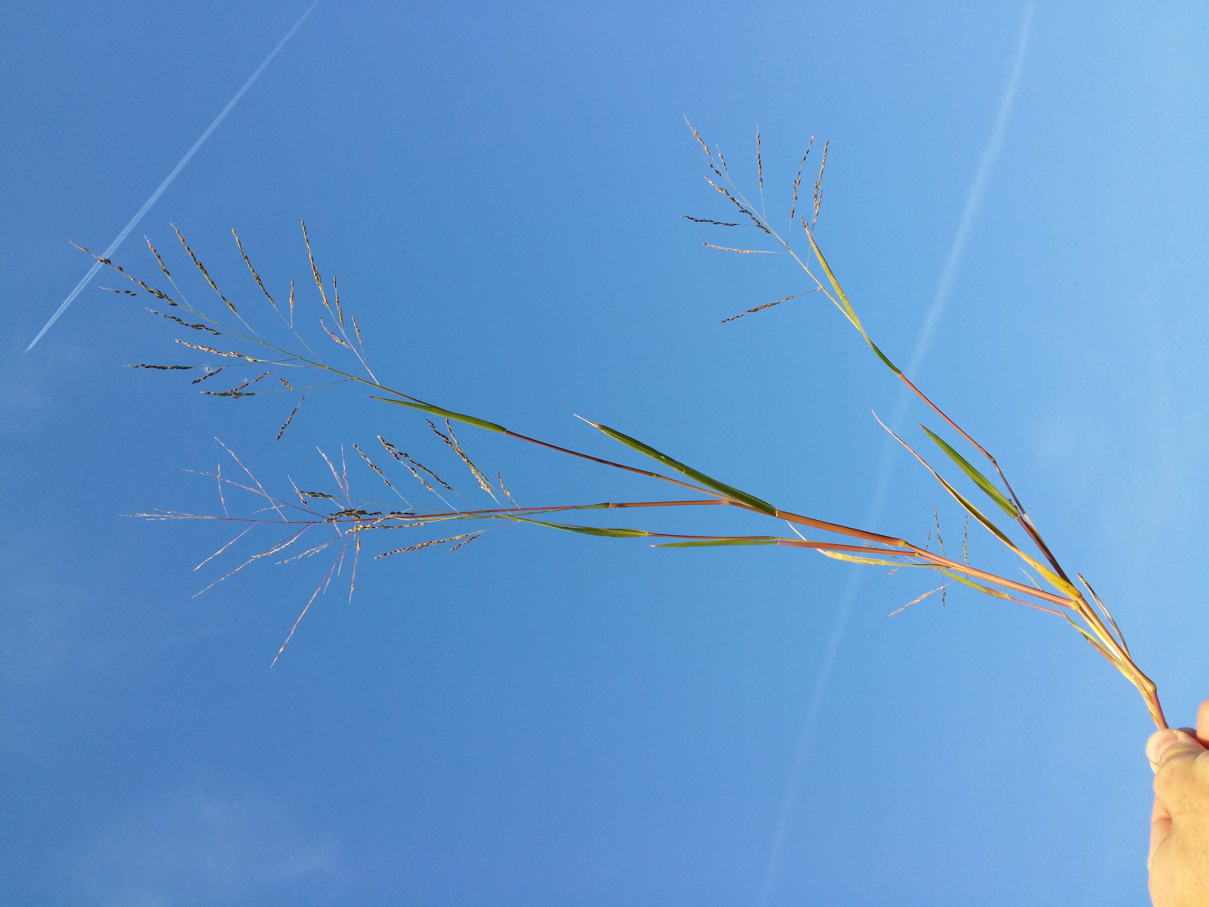 Panicum dichotomiflorum Michx. resmi