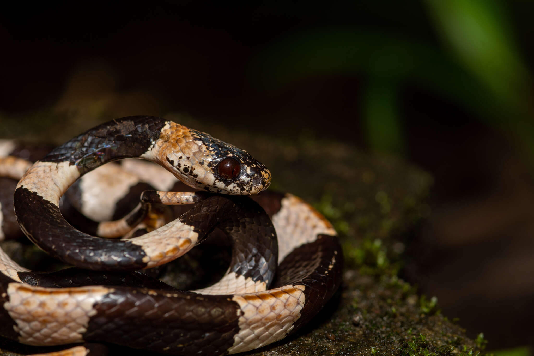 Image of American Snail-eater