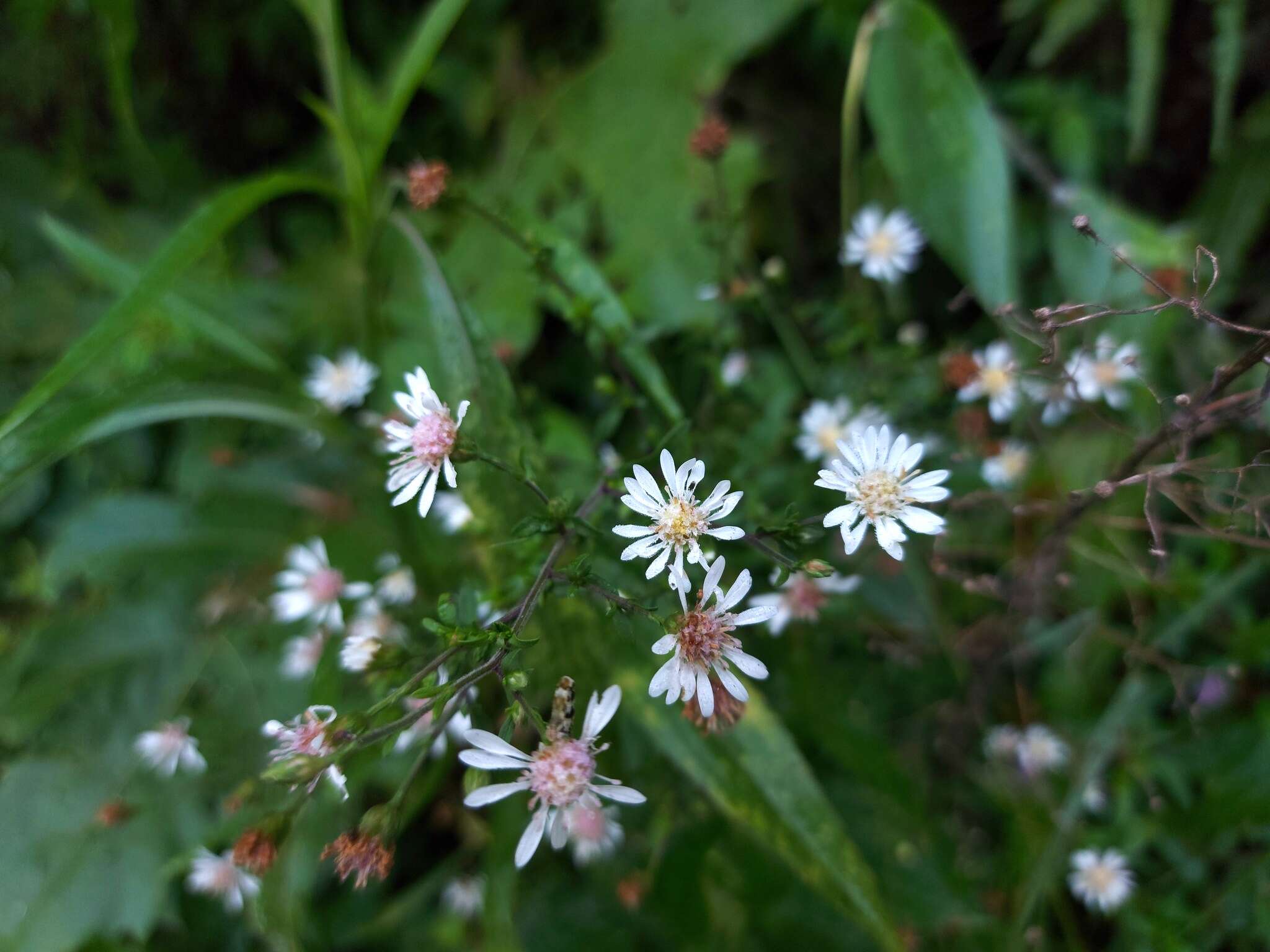 صورة Symphyotrichum schaffneri (S. D. Sundb. & A. G. Jones) G. L. Nesom