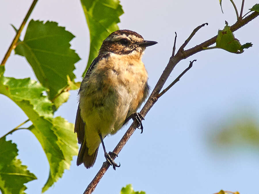 Image of Whinchat