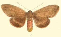 Image of Lemyra sikkimensis