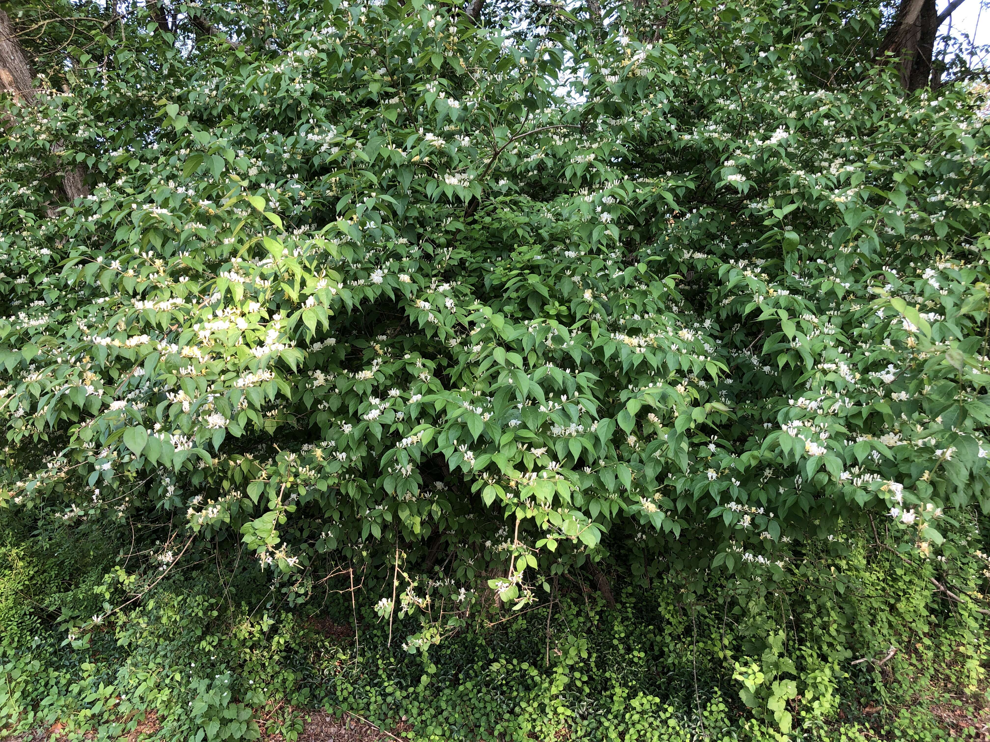 Image of Amur honeysuckle