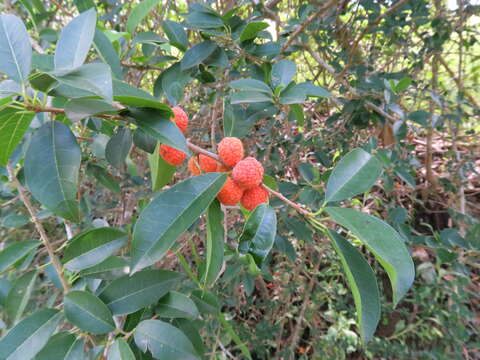 Image of Cudrania cochinchinensis (Lour.) Yakuro Kudo & Masamune