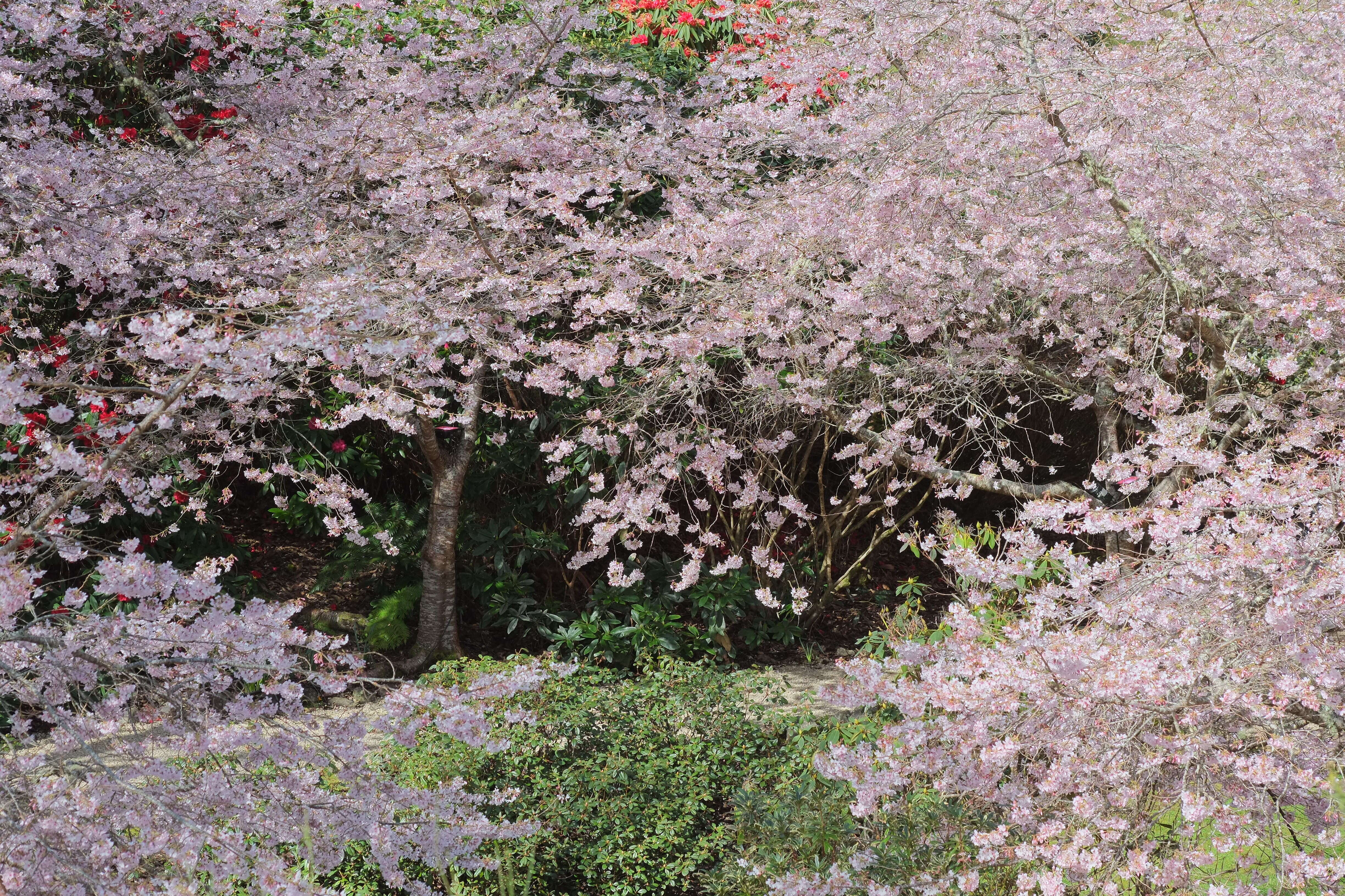 Plancia ëd Prunus yedoensis Matsum.