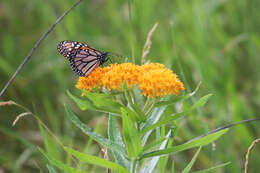 Imagem de Asclepias tuberosa L.