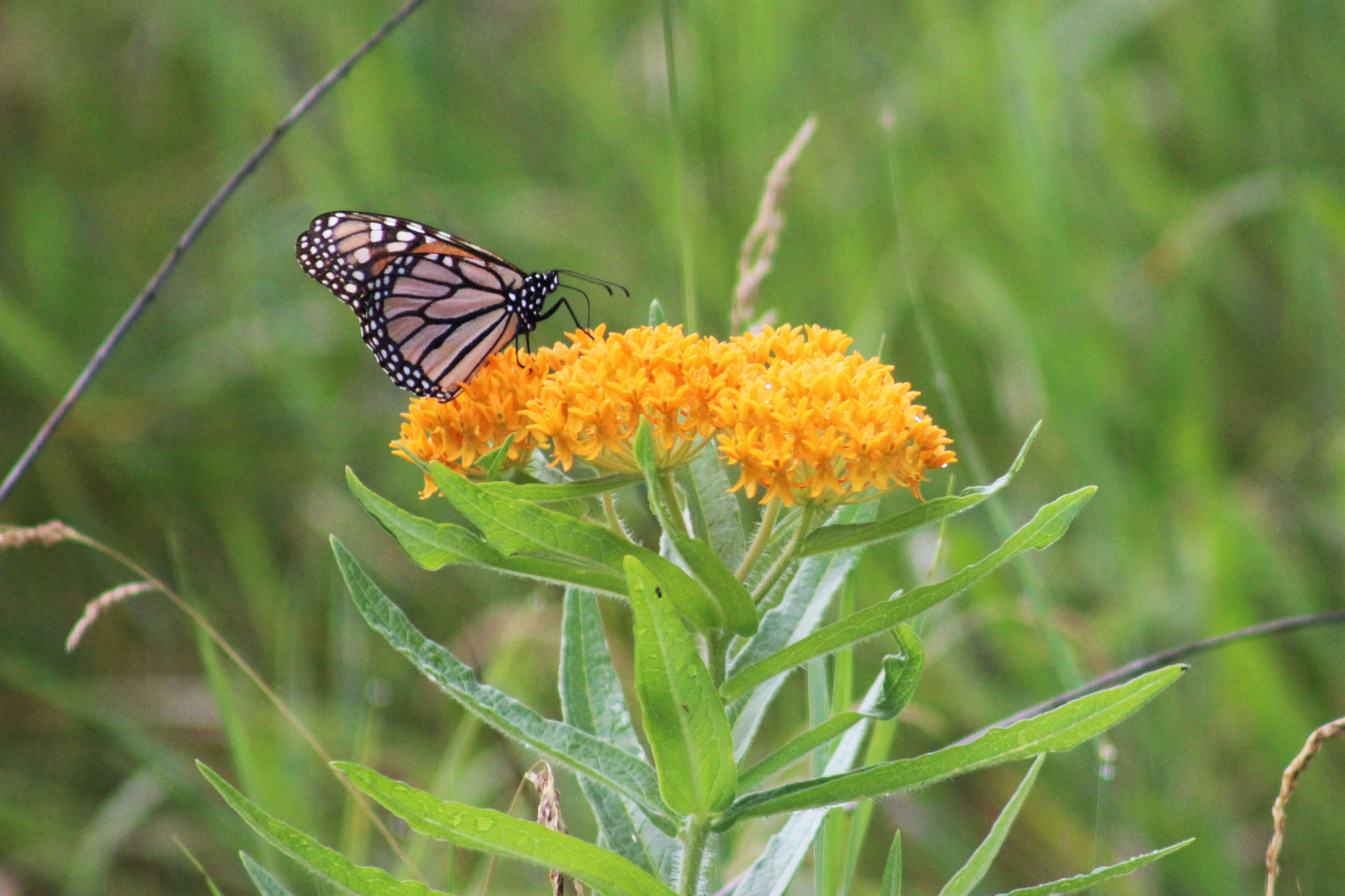 Image of butterfly milkweed