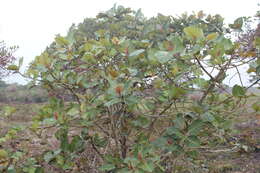 Image of Ficus trichopoda Bak.