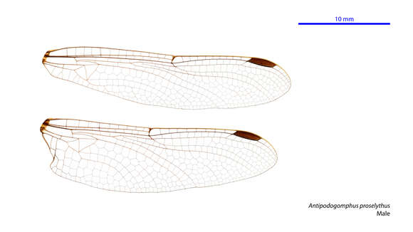 صورة Antipodogomphus proselythus (Martin 1901)