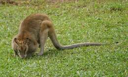 Image of Agile Wallaby