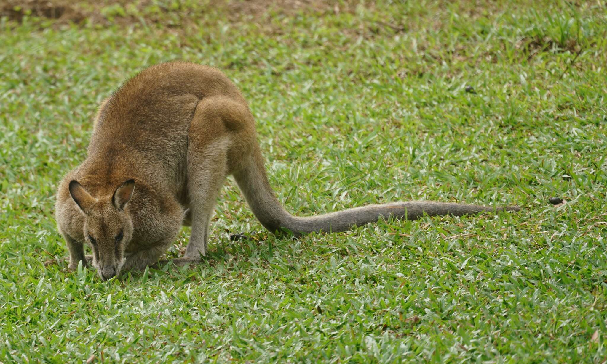 Image of Agile Wallaby