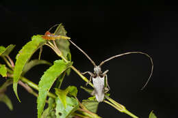 Image of Acalolepta sublusca (Thomson 1857)