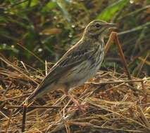 Image of Tree Pipit