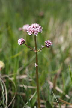 Image of marsh valerian