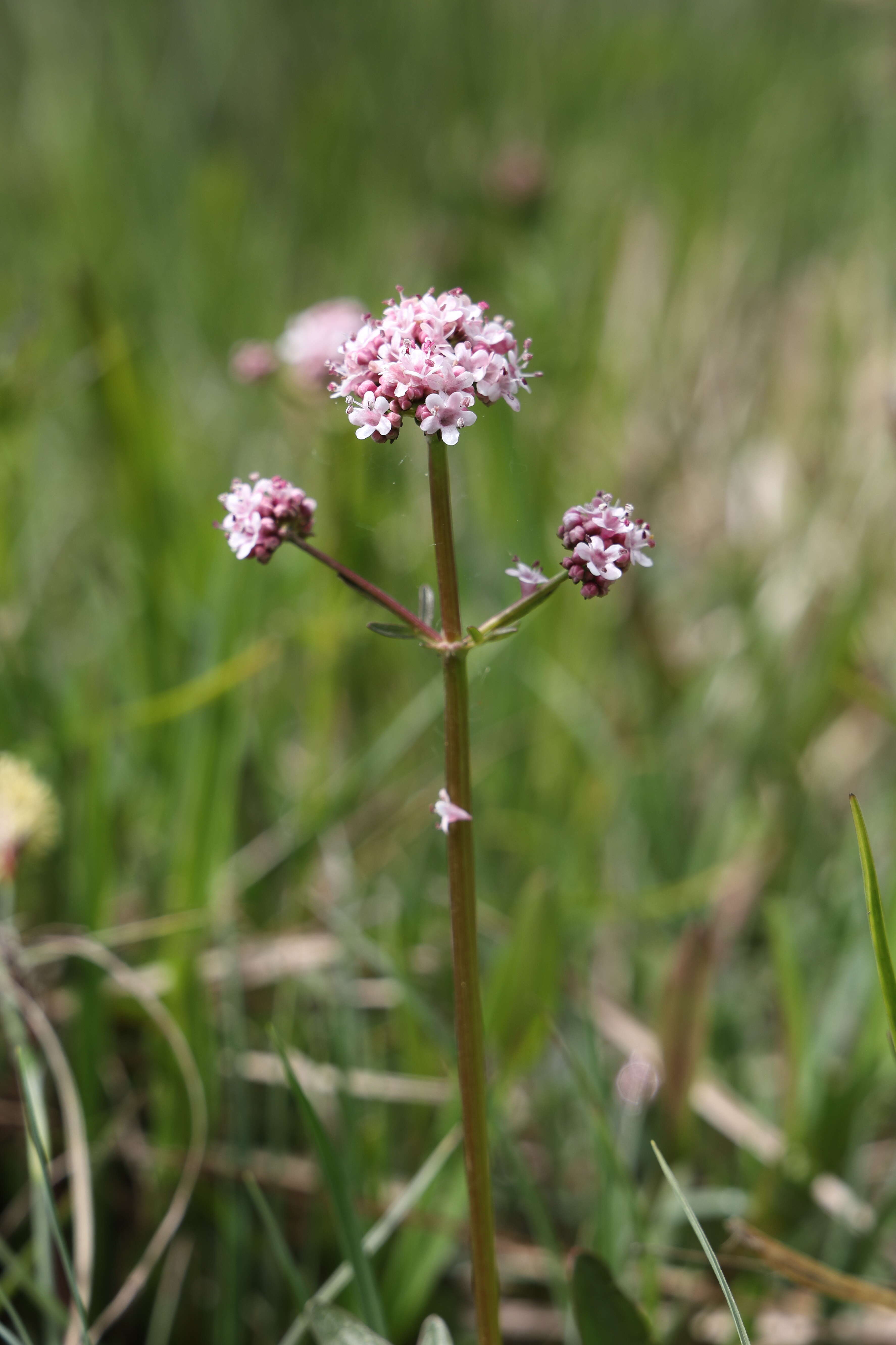 Image of marsh valerian