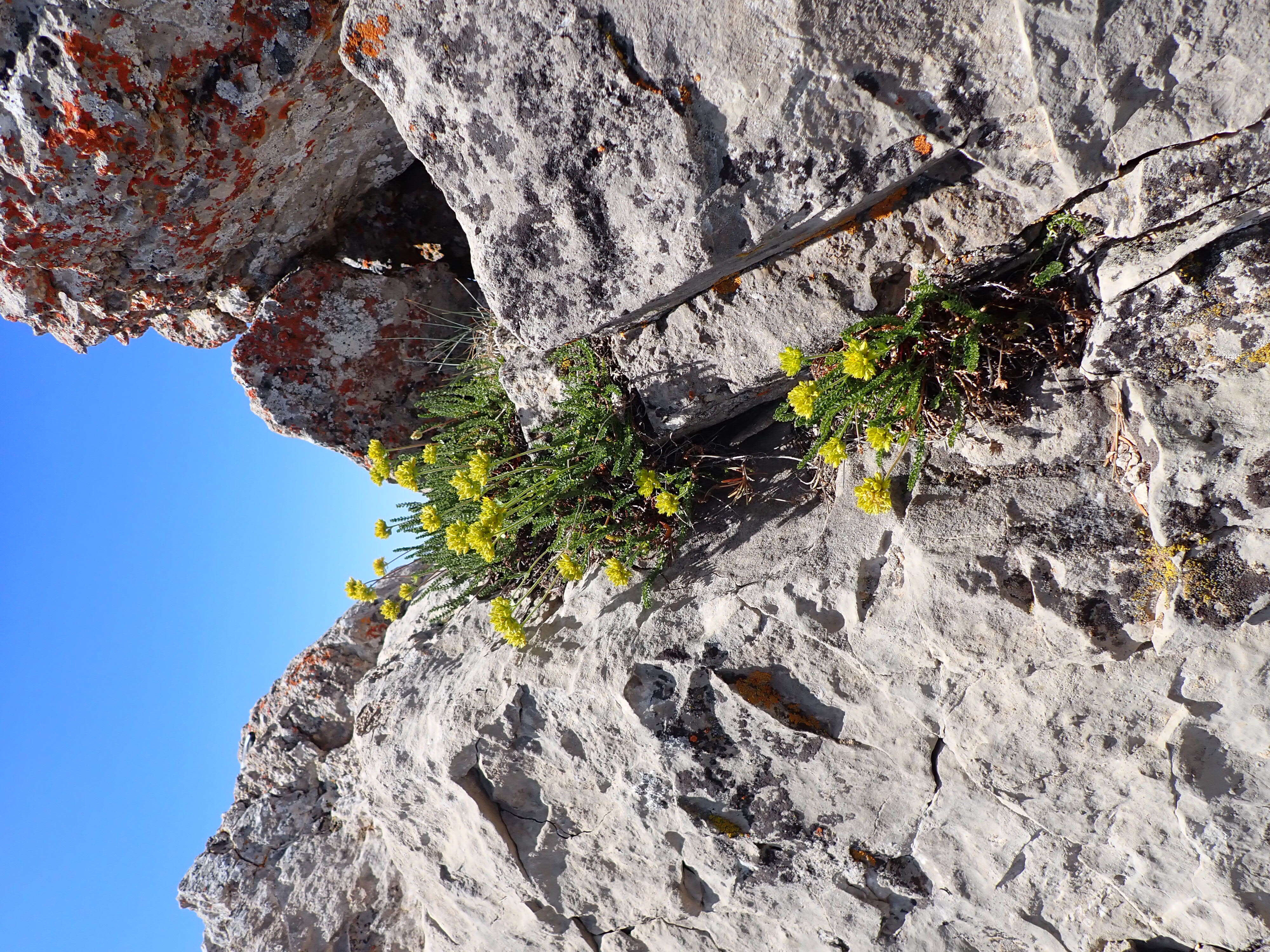 Image de Ivesia gordonii (Hook.) Torr. & Gray