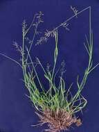 Image of Australian lovegrass