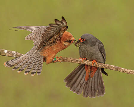 Image of Red-footed Falcon